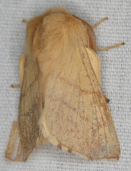 Malacosoma constricta