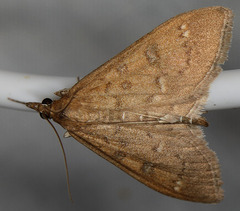 Mecyna mustelinalis