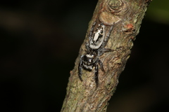 Plexippina