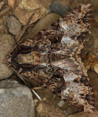 Apamea albina