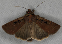 Parabagrotis