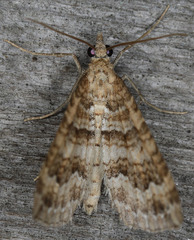 Perizoma custodiata