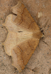 Prochoerodes truxaliata