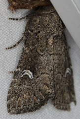 Properigea niveirena