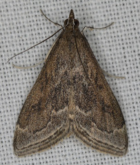 Pyrausta napaealis