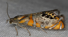 Thaumatographa regalis