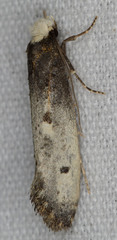 Tinea occidentella