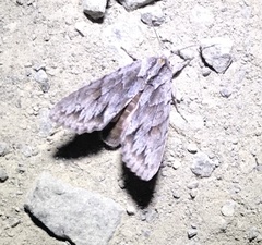 Andropolia