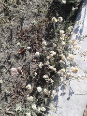 Erigeron bonariensis