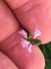 Verbena officinalis