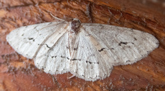Stenoporpia pulmonaria