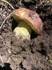 Butyriboletus abieticola