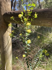 Pimelea flava flava