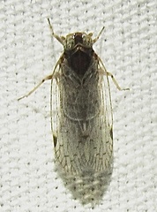 Melanoliarus placitus