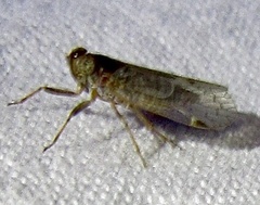 Melanoliarus placitus