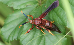 Vitacea polistiformis