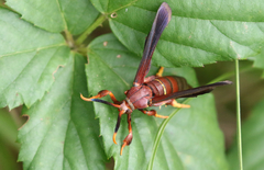 Vitacea polistiformis