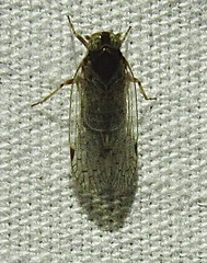 Melanoliarus placitus