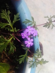 Glandularia bipinnatifida