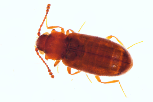 acute-angled fungus beetle