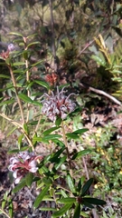 Grevillea phylicoides