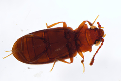 Cryptophaginae