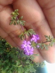 Glandularia bipinnatifida