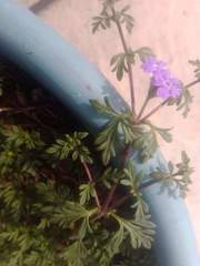 Glandularia bipinnatifida