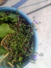 Glandularia bipinnatifida