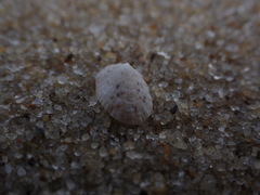 Delicate Limpet