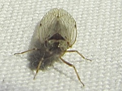 Melanoliarus placitus