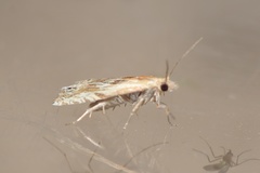 Eucosma cana