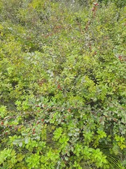 Cotoneaster uniflorus