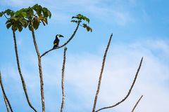 Ramphastos tucanus cuvieri