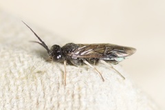 Cladius pectinicornis
