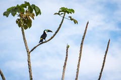 Ramphastos tucanus cuvieri