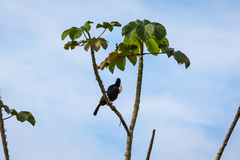 Ramphastos tucanus cuvieri