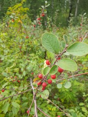 Cotoneaster uniflorus