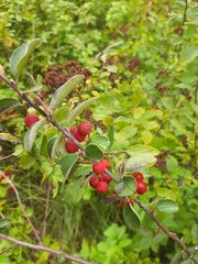 Cotoneaster uniflorus