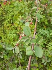 Cotoneaster uniflorus