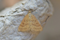 Psammotis pulveralis