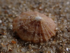 Scaly Limpet