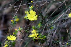 Hibbertia cistiflora
