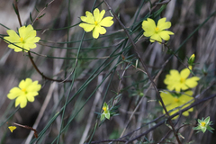 Hibbertia cistiflora