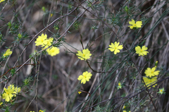 Hibbertia cistiflora