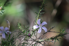 Philotheca salsolifolia