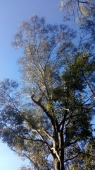 Eucalyptus piperita