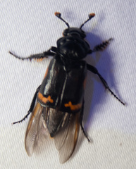 Nicrophorus investigator