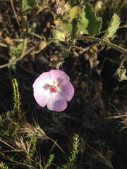 Malacothamnus foliosus