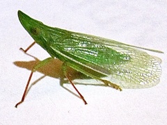 Rhynchomitra recurva